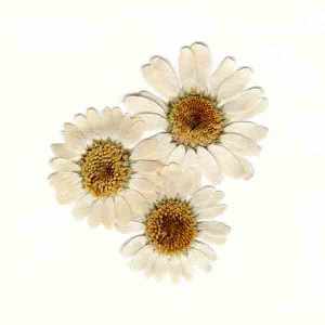 Pressed daisies